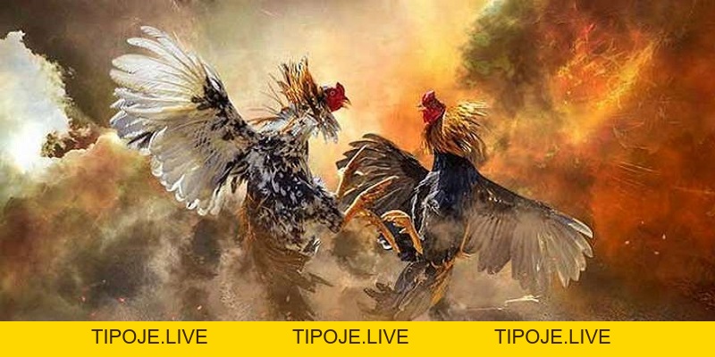 Đá Gà 88 - Địa chỉ xem đá gà trực tuyến hàng đầu Việt Nam
