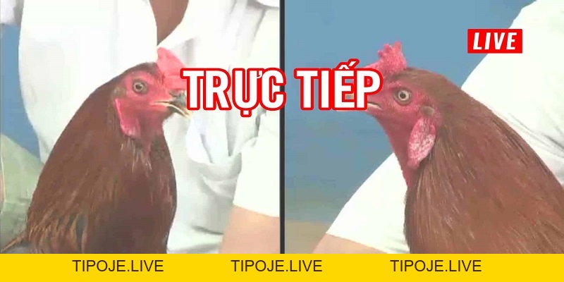 Đá Gà 88 - Địa chỉ xem đá gà trực tuyến hàng đầu Việt Nam