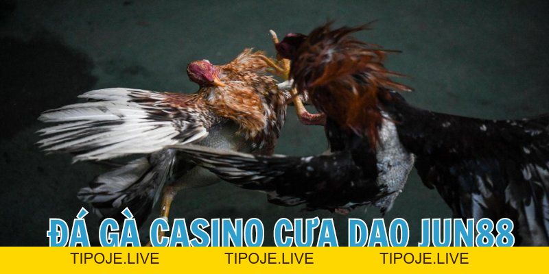 Đá gà Casino Jun88 - Thiên đường chọi gà siêu hấp dẫn