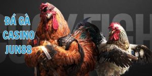 Đá Gà Jun88 –Sảnh Đá Gà Sinh Tử, Cược Nhanh, Xem Thật, Thưởng Cực Lớn